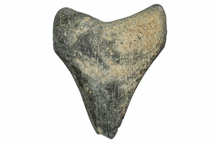 Bargain, , Fossil Megalodon Tooth - Georgia #338800